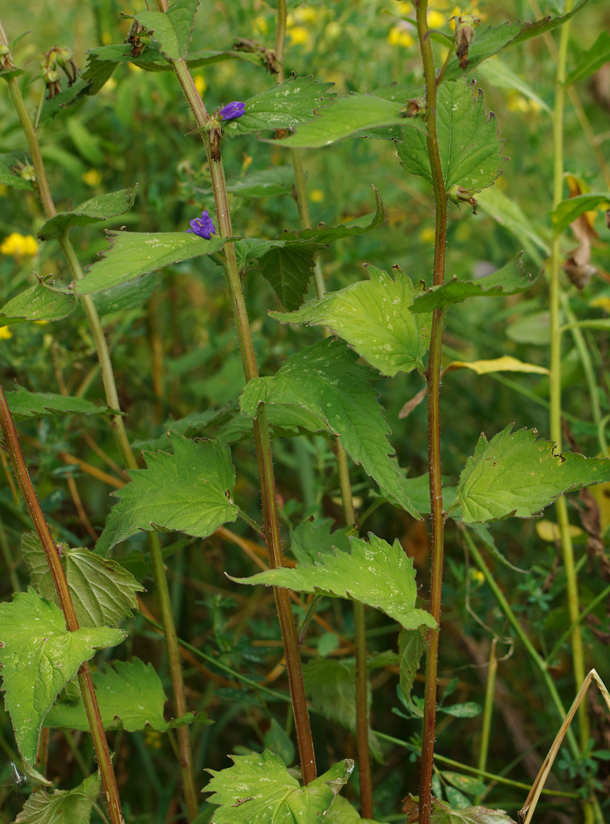 Image of Campanula trachelium specimen.