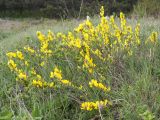 Chamaecytisus wulffii. Цветущее растение. Краснодарский край, м/о г. Новороссийск, пер. Волчьи Ворота, степь на склоне горы. 19.04.2014.