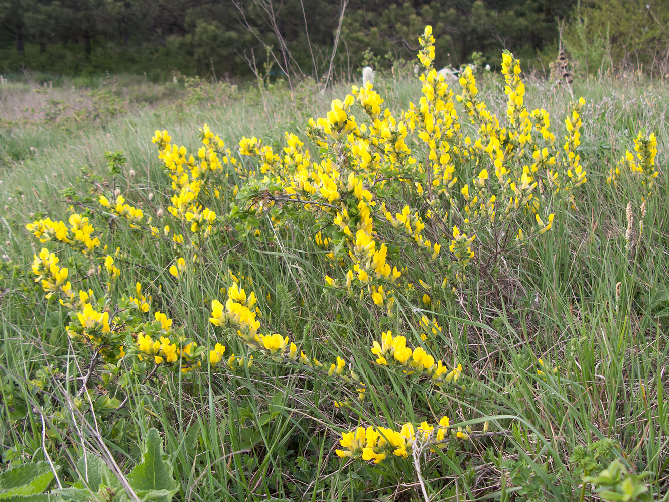 Изображение особи Chamaecytisus wulffii.