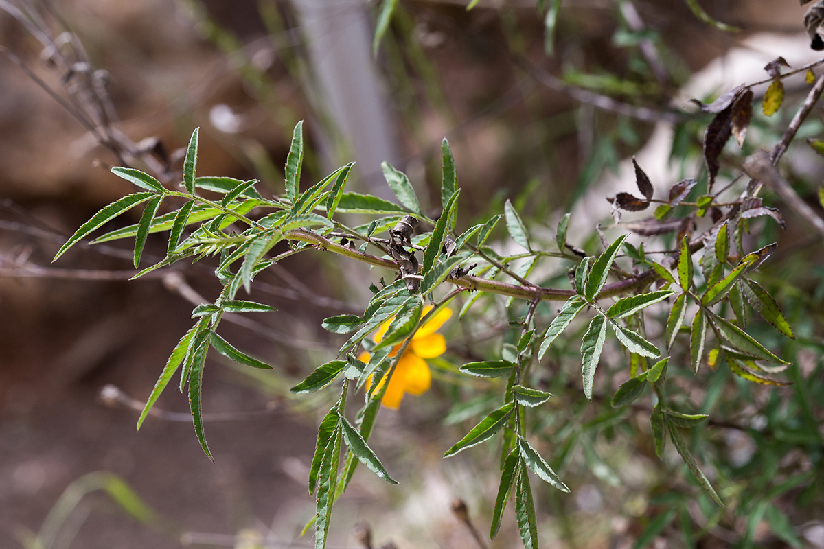 Image of Tagetes lemmonii specimen.