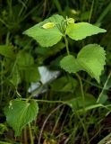 Viola uniflora. Верхушка плодоносящего растения. Республика Алтай, Шебалинский р-н, северо-восточный склон г. Соловковая на высоте около 700 м н.у.м., сосново-берёзовый лес. 02.07.2010.