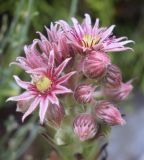 Sempervivum tectorum