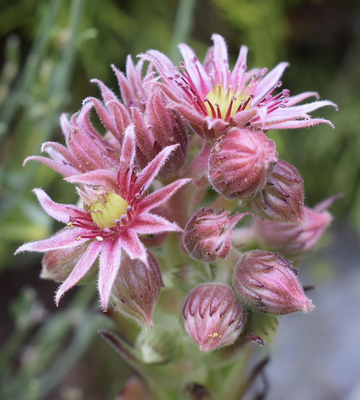 Изображение особи Sempervivum tectorum.