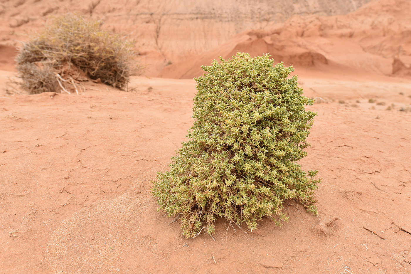 Изображение особи Arthrophytum longibracteatum.