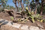 Opuntia tomentosa