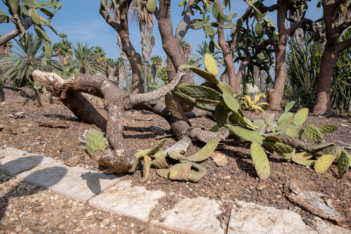 Image of Opuntia tomentosa specimen.