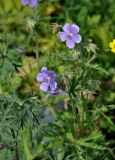 Geranium pratense. Цветки. Алтай, Чемальский р-н, ур. Чечкыш, луговой склон. 06.07.2021.