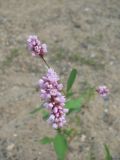 Persicaria orientalis. Соцветия. Хабаровск, ул. Ульяновская, д. 60, на берегу Амурской протоки. 19.07.2012.