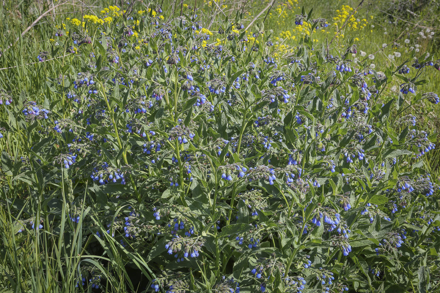 Изображение особи Symphytum caucasicum.