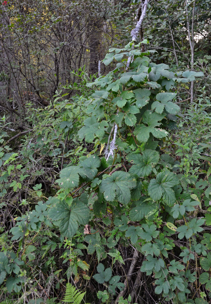 Изображение особи Humulus lupulus.