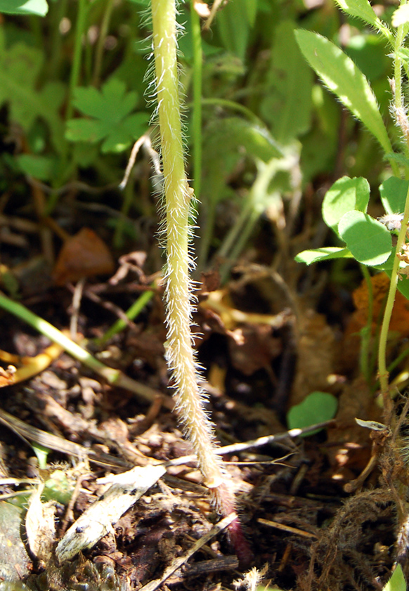 Image of Sisymbrium loeselii specimen.