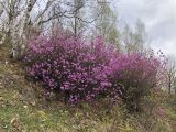 Rhododendron dauricum