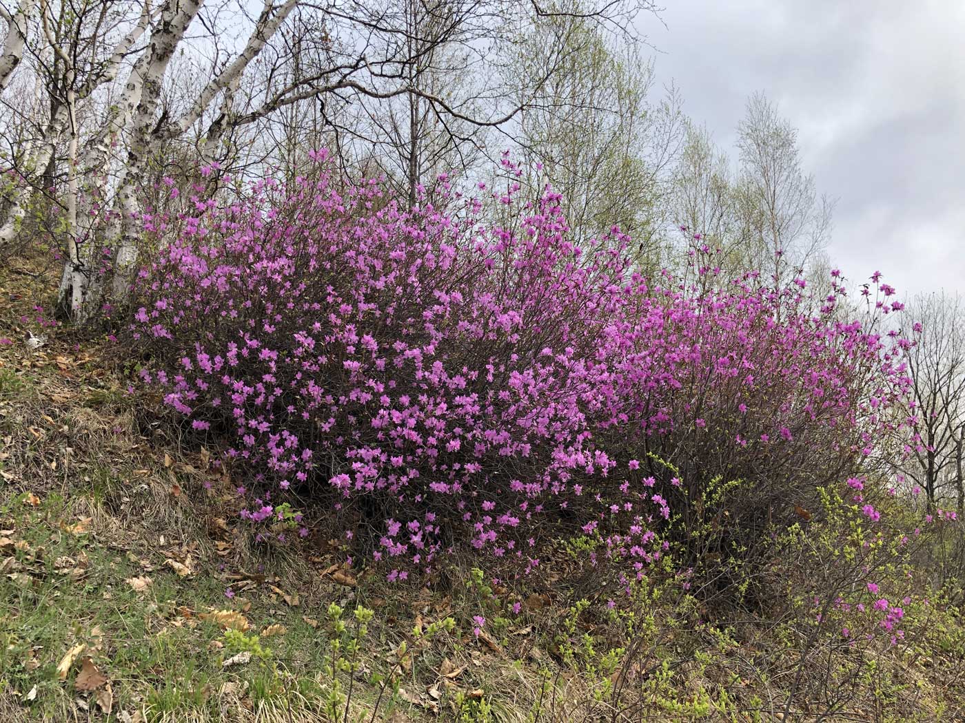 Image of Rhododendron dauricum specimen.