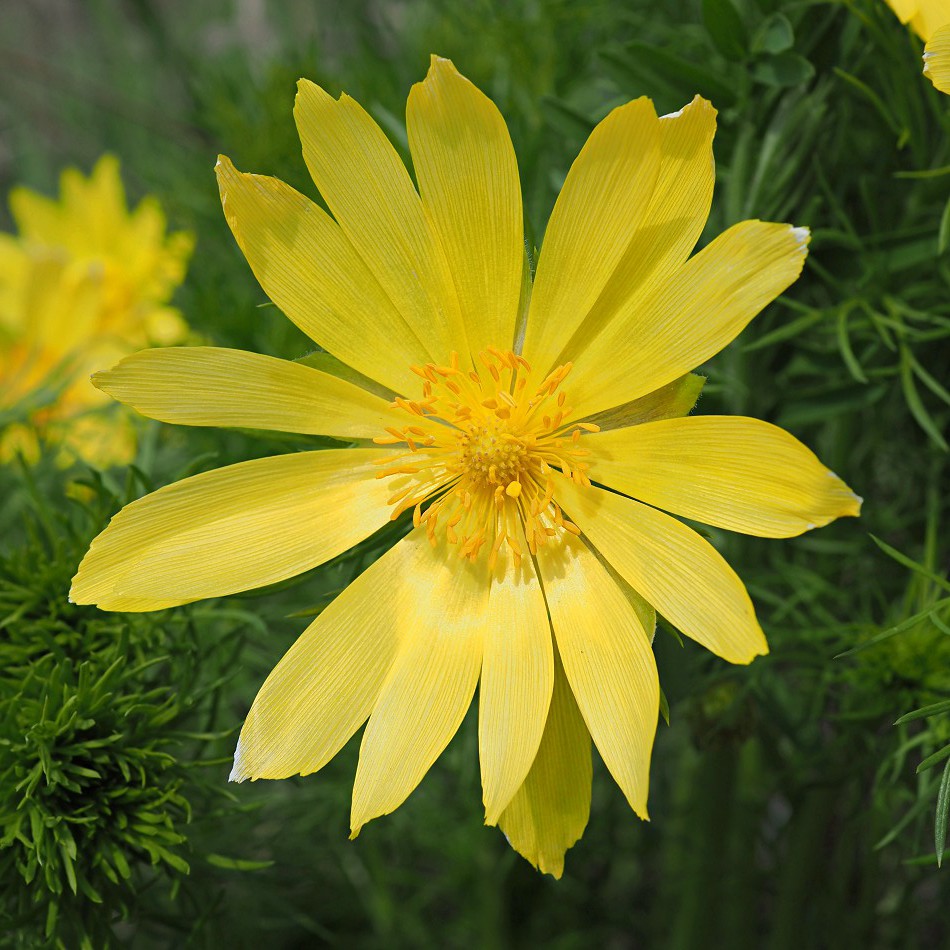 Image of Adonis vernalis specimen.