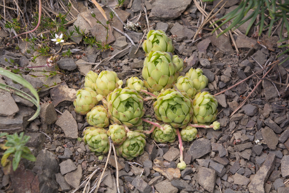 Image of Sempervivum caucasicum specimen.