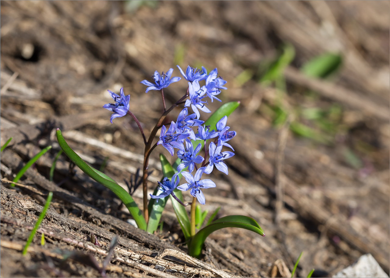 Изображение особи Scilla bifolia.