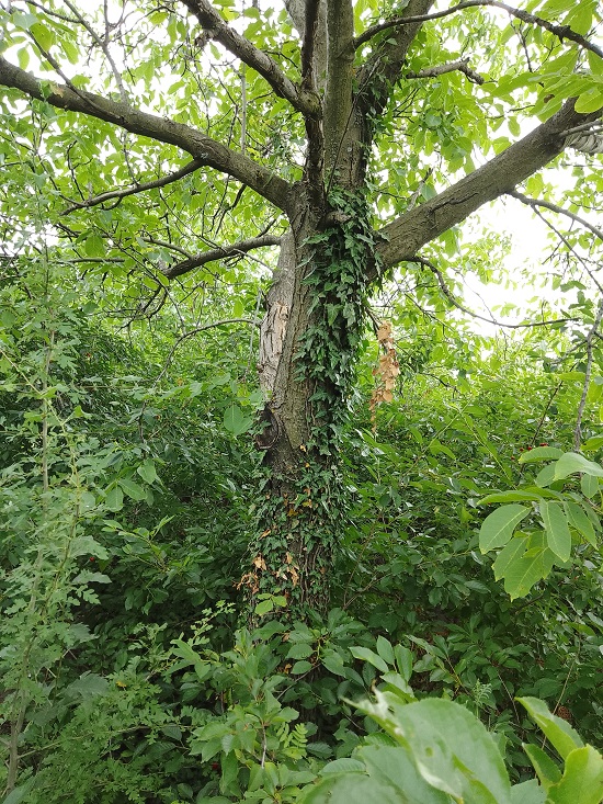 Image of Hedera helix specimen.