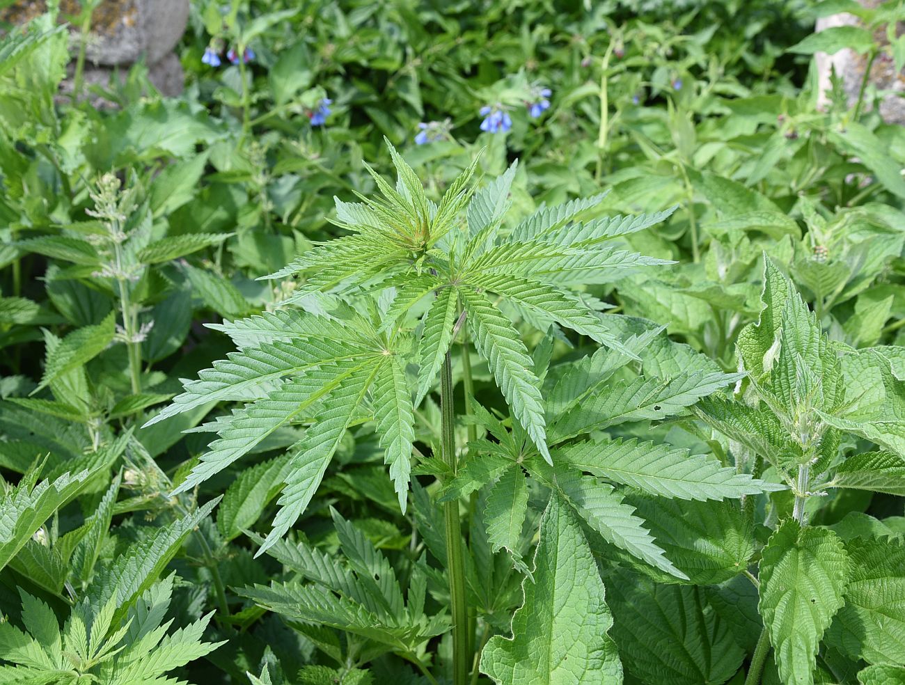 Изображение особи Cannabis sativa var. spontanea.