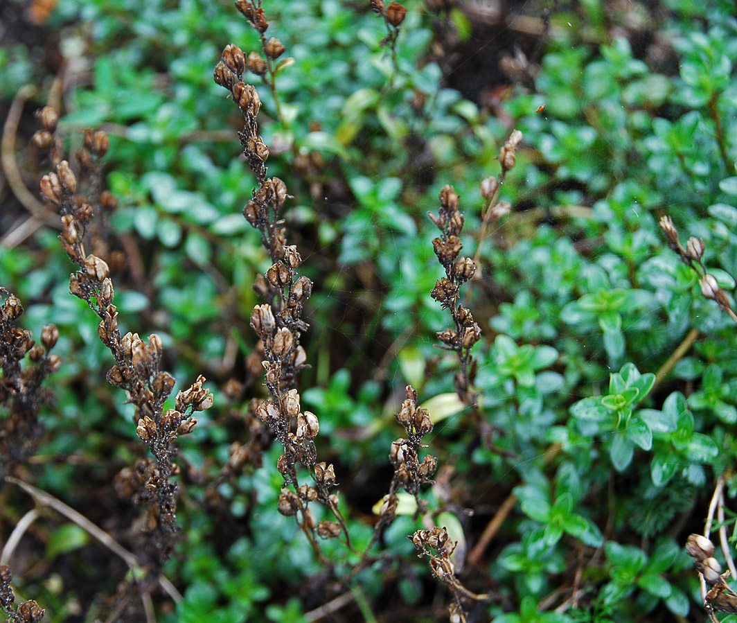 Изображение особи Veronica fruticulosa.