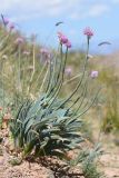 Allium carolinianum