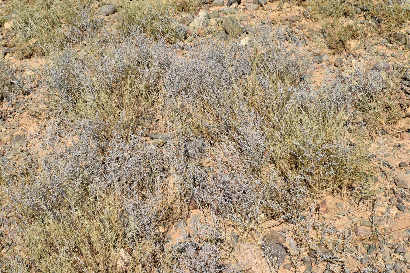 Изображение особи Salsola turkestanica.