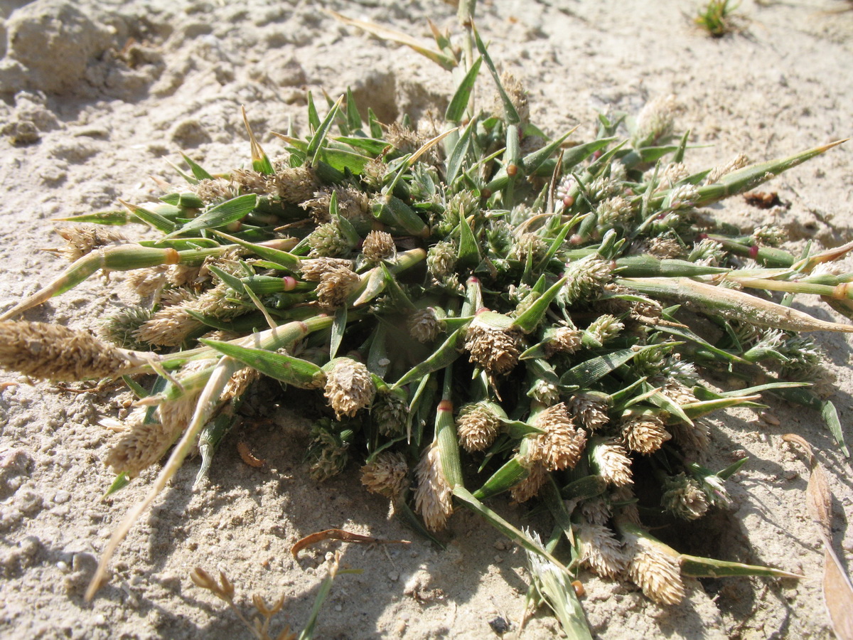 Image of Crypsis schoenoides specimen.