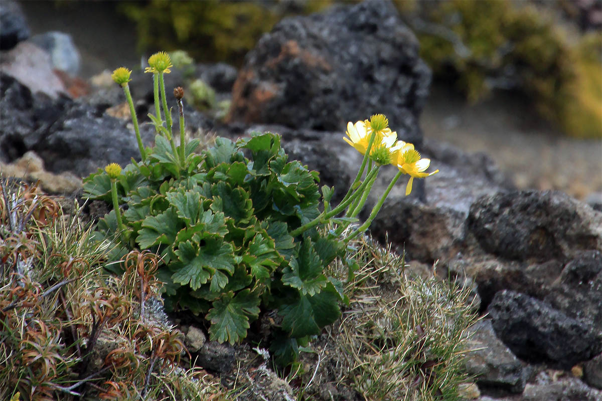 Изображение особи семейство Ranunculaceae.