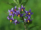 Solanum dulcamara. Часть побега с соцветием. Приморский край, г. Находка, ст. Находка, на ж.-д. путях. 21.08.2022.