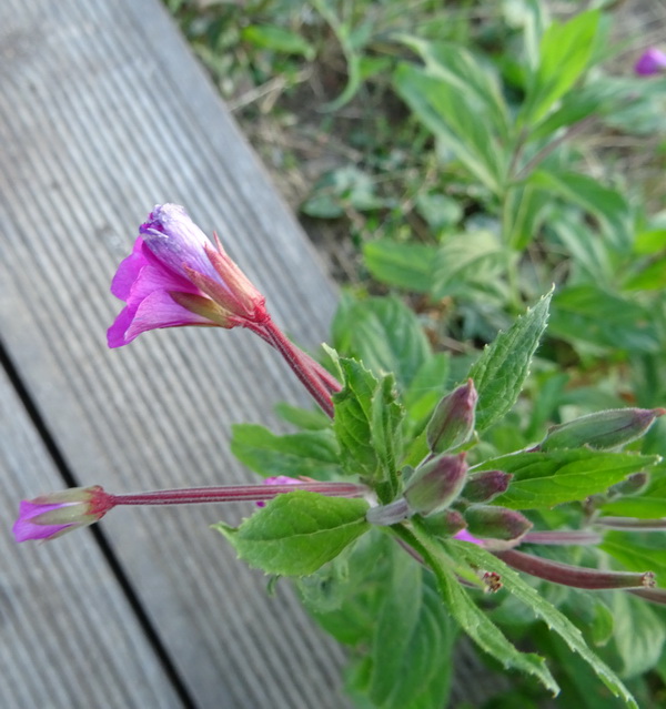 Image of Epilobium hirsutum specimen.