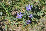 Vinca herbacea