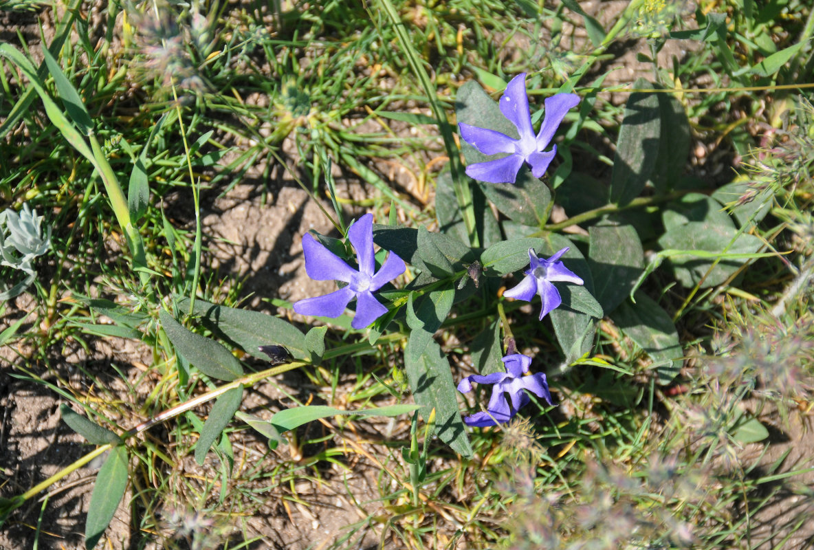 Изображение особи Vinca herbacea.