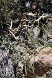 род Astragalus
