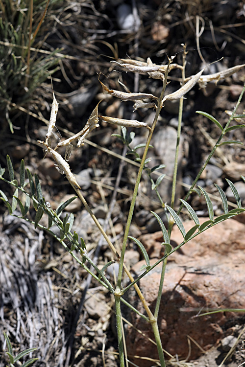 Изображение особи род Astragalus.