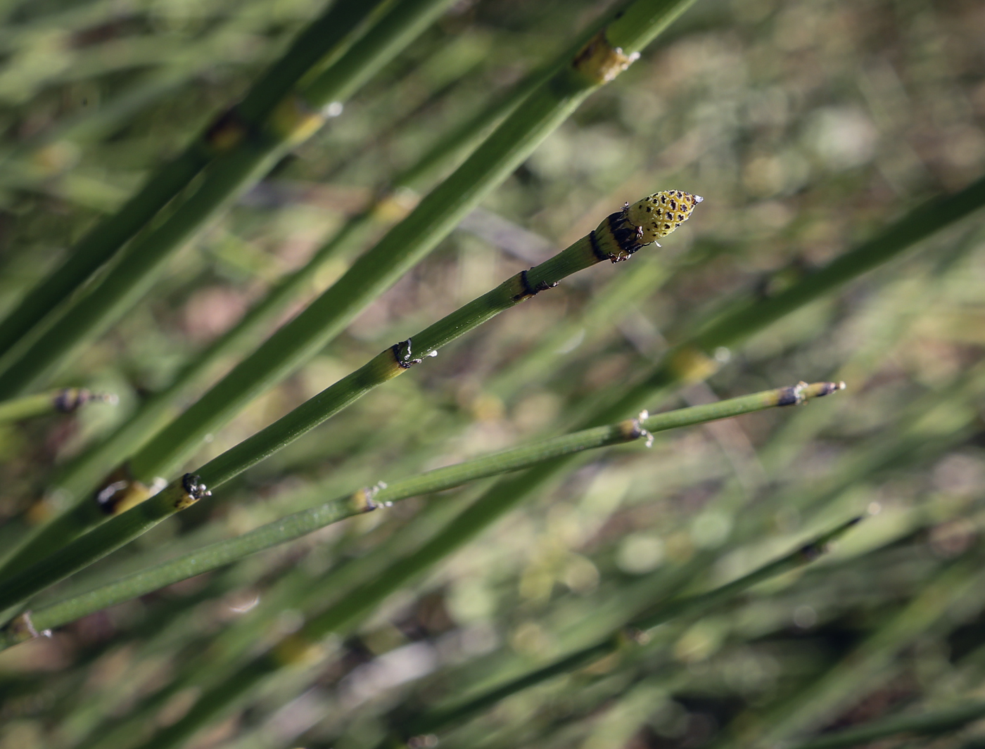 Изображение особи Equisetum &times; moorei.