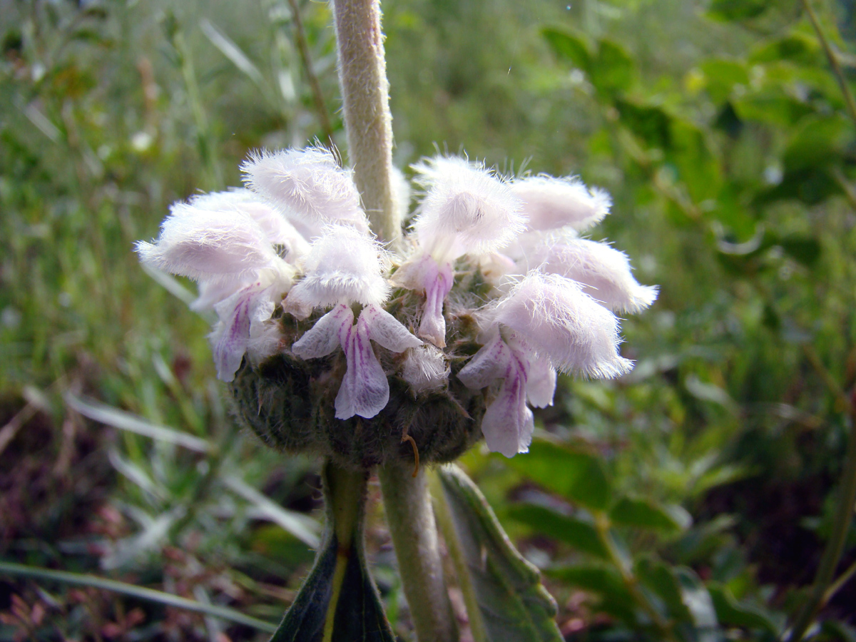 Изображение особи Phlomoides alaica.