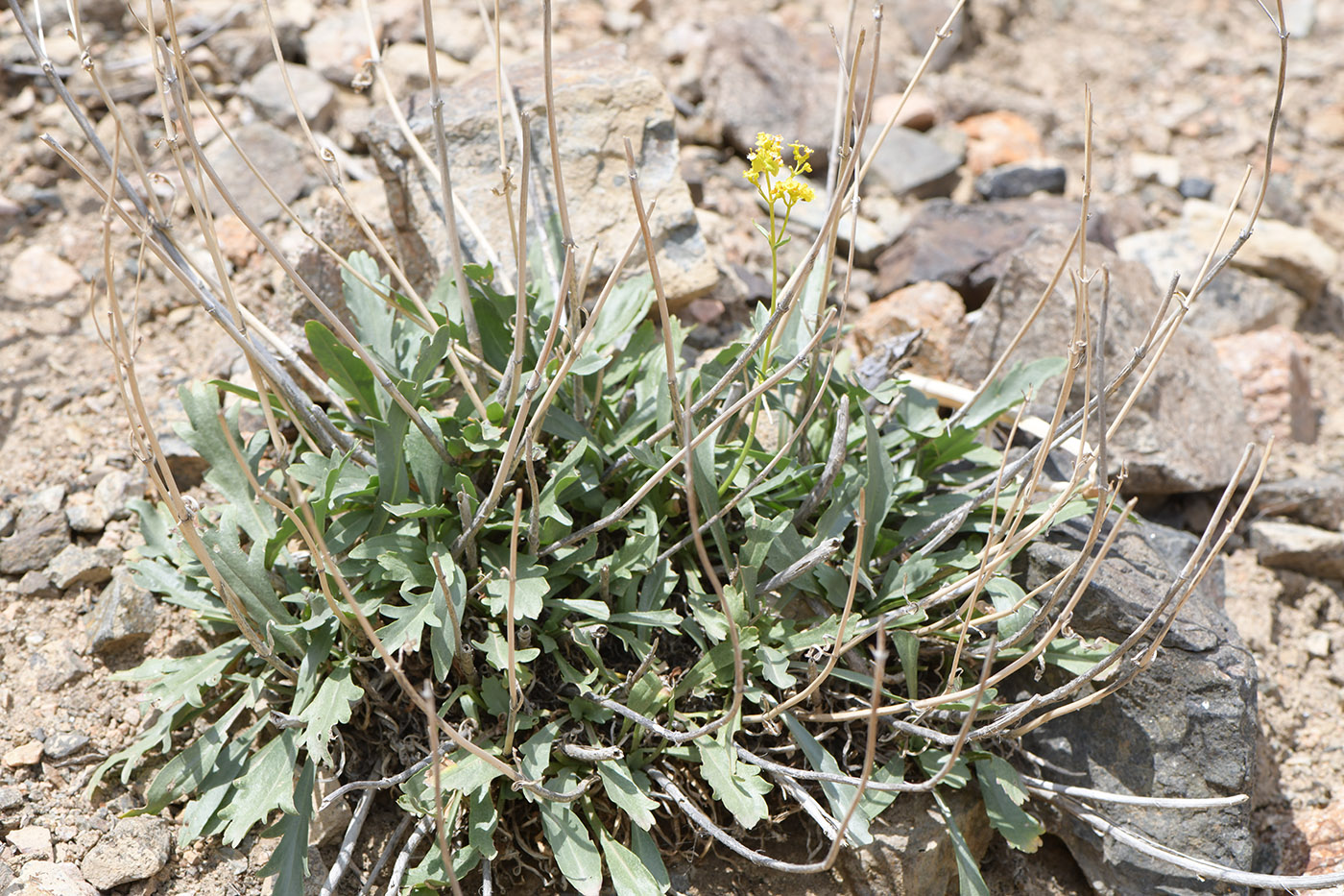 Image of Patrinia intermedia specimen.