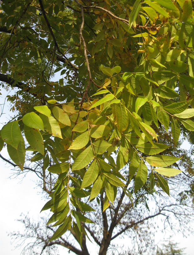 Изображение особи Carya illinoinensis.