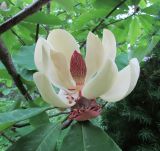 Magnolia hypoleuca. Цветок с опавшими тычинками. Московская обл., Щёлковский р-н, в культуре. 21 июня 2022 г.