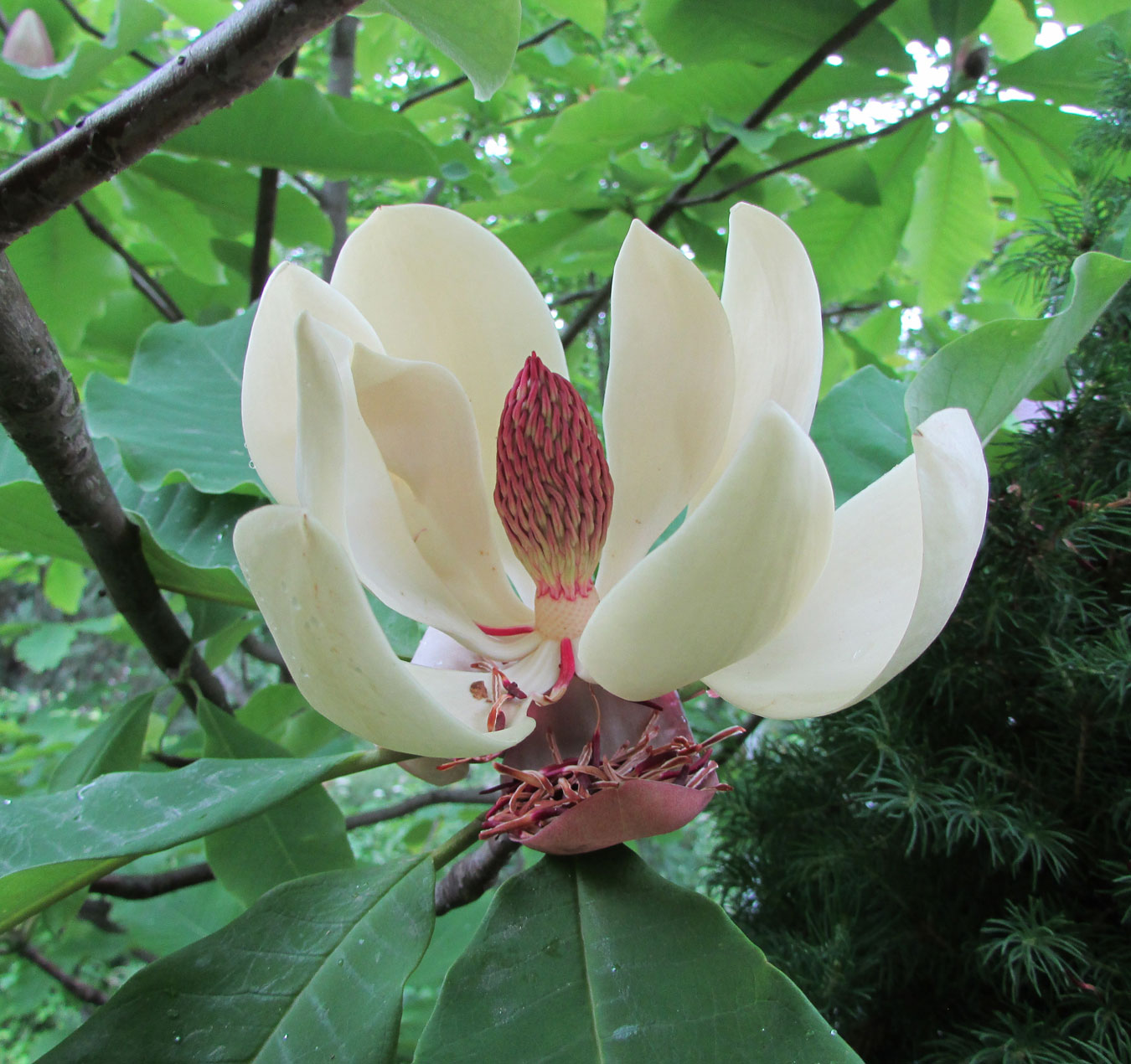 Изображение особи род Magnolia.