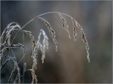 Festuca pratensis. Зрелое соплодие в утреннем инее. Московская обл., Раменский р-н, окр. ж.-д. платформы Хрипань, залежь. 22.09.2014.
