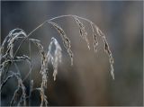 Festuca pratensis