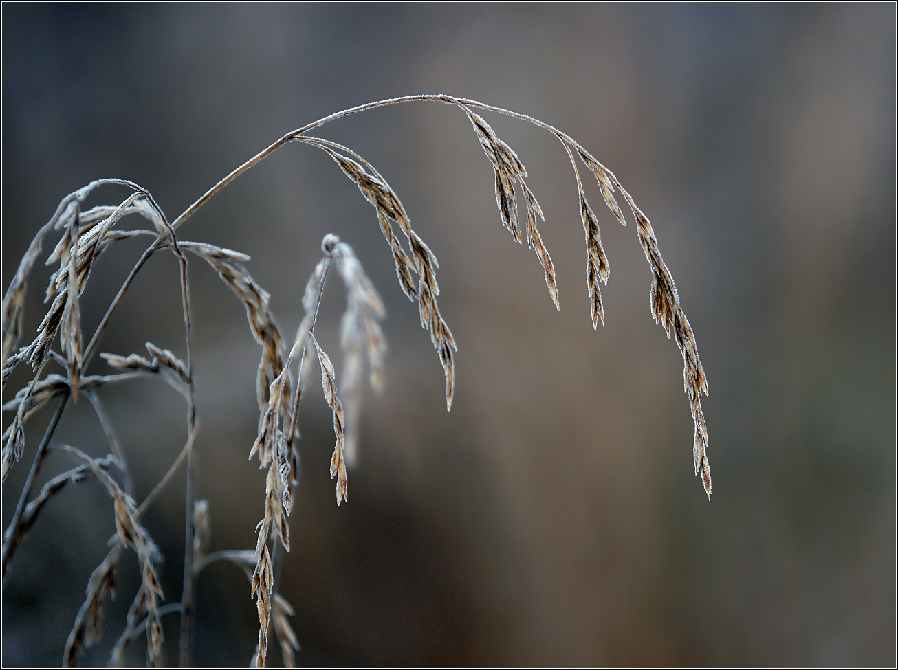 Изображение особи Festuca pratensis.