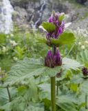 Betonica macrantha. Верхушка побега с соцветием. Карачаево-Черкесия, Урупский р-н, Кавказский биосферный заповедник, Имеретинское ущелье, ≈ 2300 м н.у.м., скалы под Верхним Имеретинским водопадом, луг. 28.07.2022.