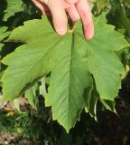 Acer pseudoplatanus