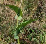 Sonchus arvensis