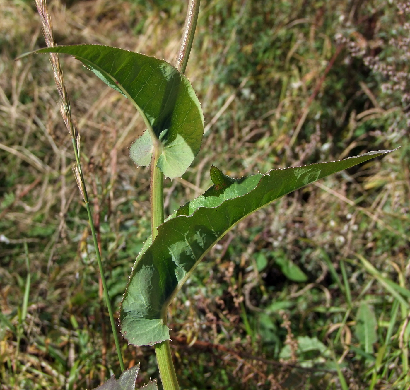 Image of Sonchus arvensis specimen.