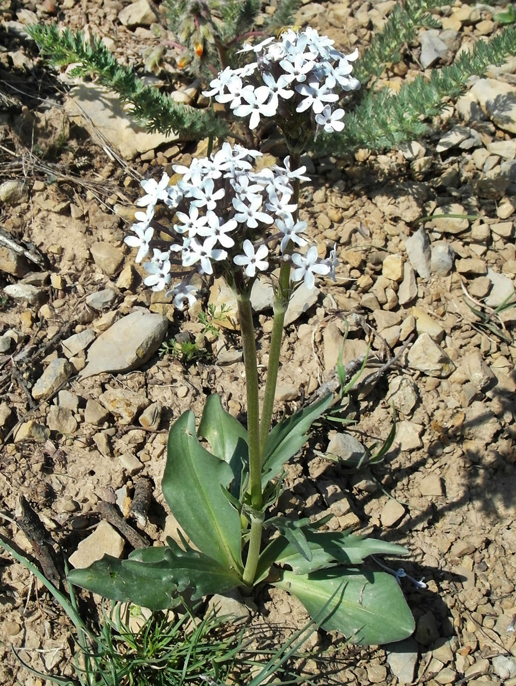 Image of Valeriana chionophila specimen.