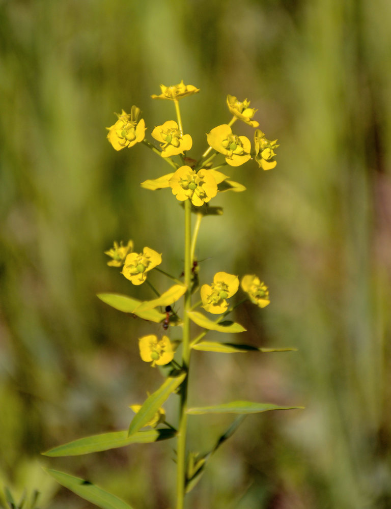 Изображение особи Euphorbia virgata.