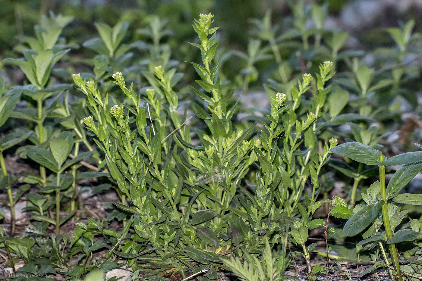 Image of Lepidium campestre specimen.