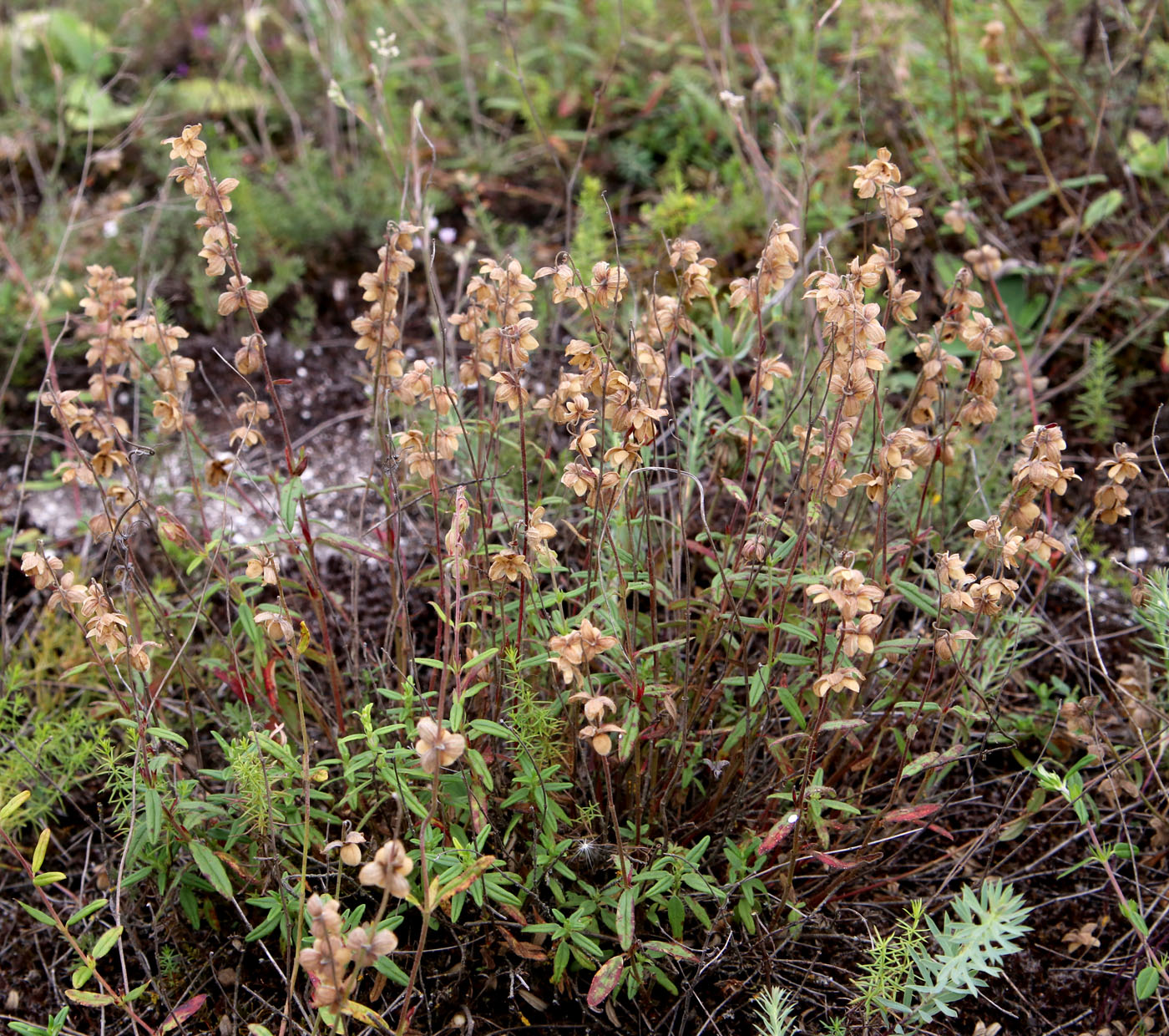 Image of Helianthemum nummularium specimen.